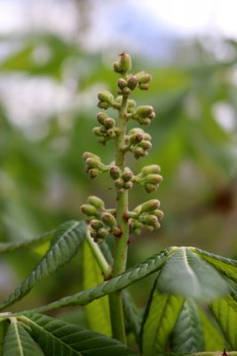 Aesculus flava - jírovec žlutý - květ pupen (39)